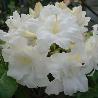 Azalea 'Pavlova' white flowers.