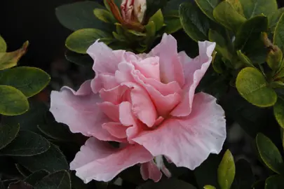 Azalea Peaches And Cream shrub with soft-pink flowers.