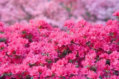 azalea-pink-ball--1