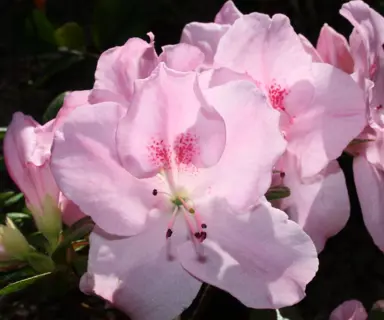 Azalea Pink Dream plant with pink flowers.