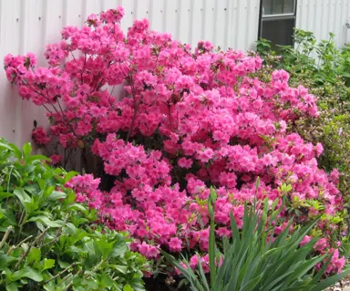 Azalea Pink Ruffles shrub covered in elegant, pink flowers.