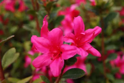 Azalea Princess Maud plant with bright pink flowers.