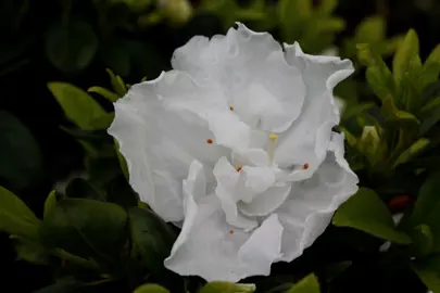 Azalea Princess Sonya shrub with elegant white flowers.