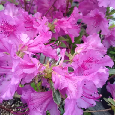 Azalea Purple Splendour shrub with masses of purple flowers.