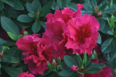 Azalea Red Ruffles plant with elegant, red flowers.