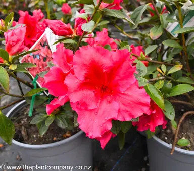 azalea-red-wings--1