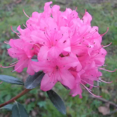 Azalea Ria Hardijzer pink flower.