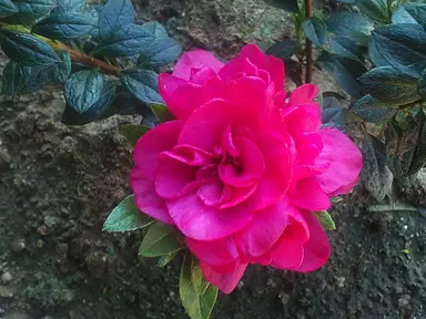 Azalea Ripples plant with pink flowers.