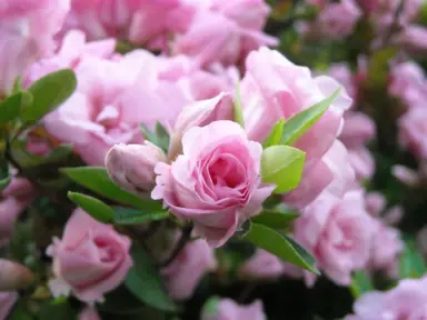 Azalea Rosebud pink flowers and green foliage.