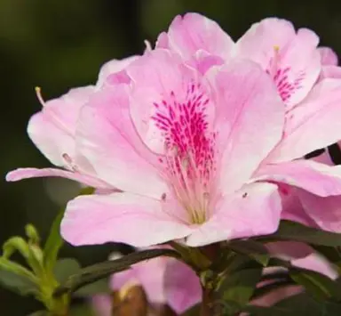 Azalea salmonea pink flower.