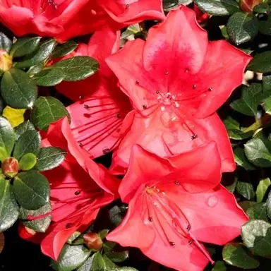 azalea-scarlet-dragon--1