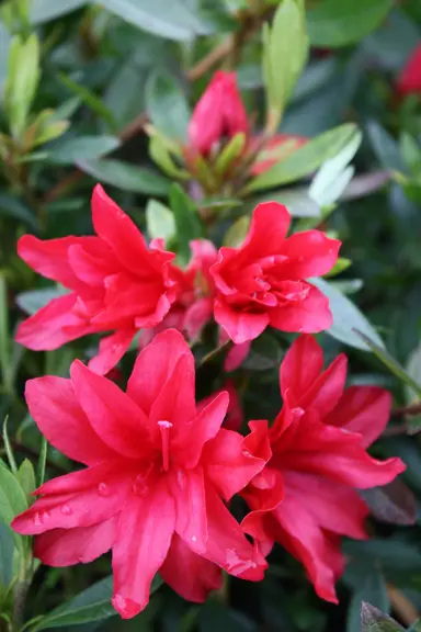 Azalea Scarlet Prince plant with rose-pink flowers.