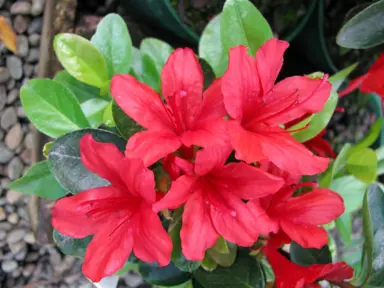 Azalea Sherwood Red plant with red flowers.