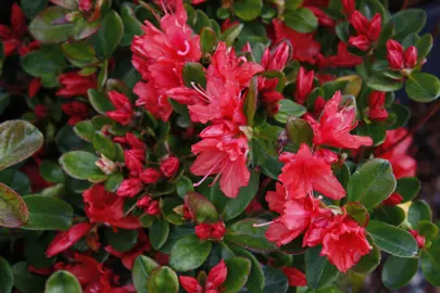 Azalea Show Girl shrub with red flowers and lush, green foliage.