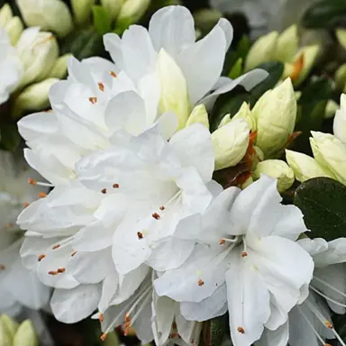 Azalea Snow shrub with masses of white flowers.