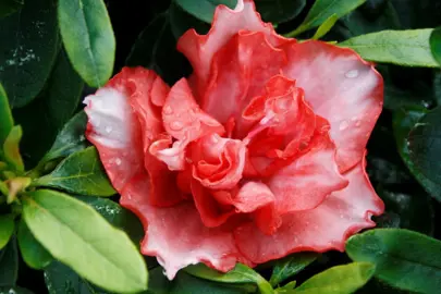 Azalea Southern Aurora plant with red and white flowers.