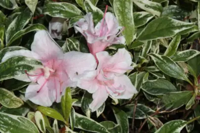 Azalea Splendours Variegated shrub with elegant, pink flowers.