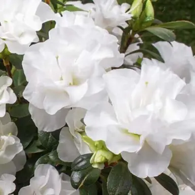 Azalea Startrek white flowers.