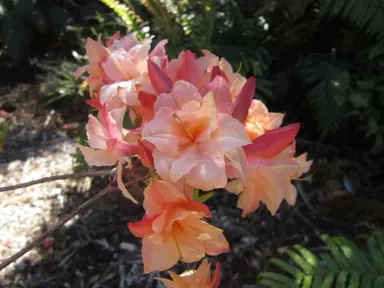 Azalea 'Sunray' peach coloured flowers.