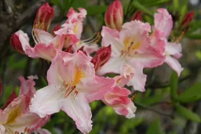 azalea-sweet-inspiration-