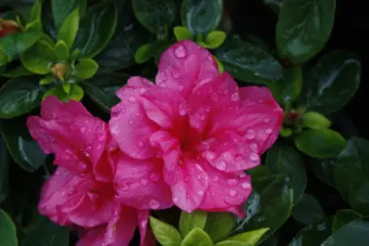 Azalea Sweet Nellie pink flower.