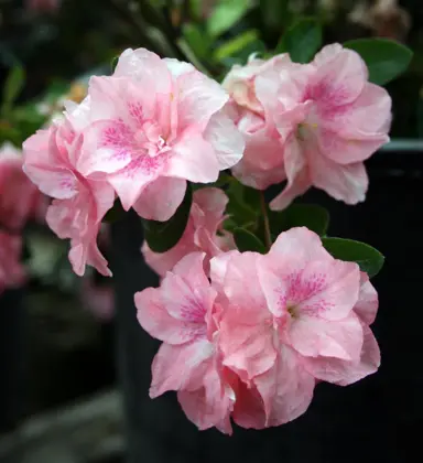 Azalea Sweetheart Supreme pink flowers.