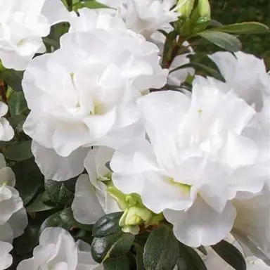 Azalea Tamihana white flowers.