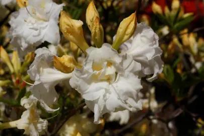 Azalea 'Taunton Lace' flowers.