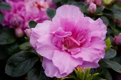 Azalea Temperance pink flowers against dark green foliage.