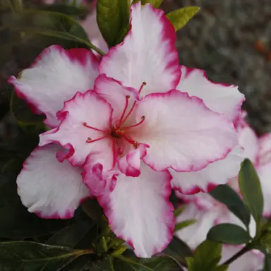 Azalea The Teacher pink and white flower.