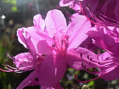 Azalea 'Tickled Pink' flowers.