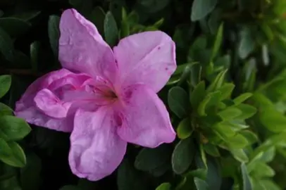 Azalea Tico Tico pink flower and green foliage.