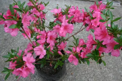 Azalea Tristesse shrub with masses of pink flowers.