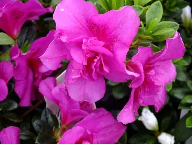 azalea-violacea-multiflora--1