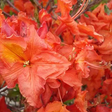 Azalea 'Vulcan' orange flowers.