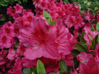 Azalea Vuyk's Rosy Red flowers and dark green foliage.