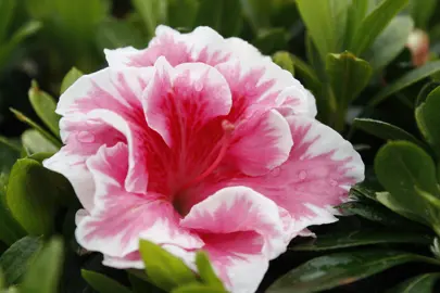 Azalea 'Waeles Favourite' pink and white flower.