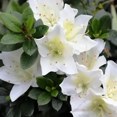 azalea-white-dragon-