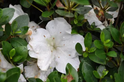 Azalea 'White Grandeur' flower and foliage.