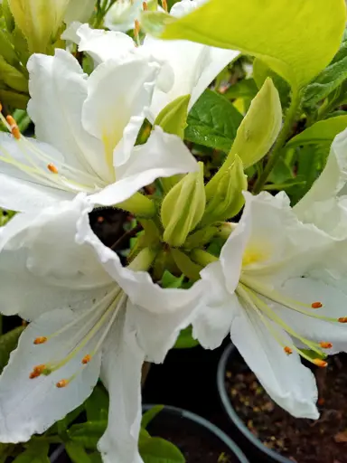 Azalea 'White Ice' plant with white flowers.