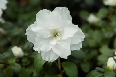 Azalea White Inga plant with white flowers and dark green foliage.