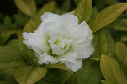 Azalea White Rosebud flower surrounded by green foliage.