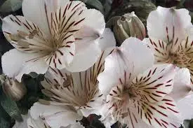 Azalea 'White Tiger' flowers.