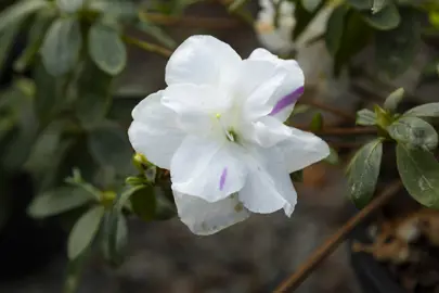 Azalea Whitehouse flower with a purple streak.