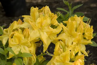 Azalea 'Windsor Sunbeam' with masses of yellow flowers.