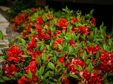 azalea-autumn-embers-1