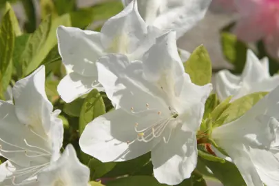 azalea-fielders-white-2