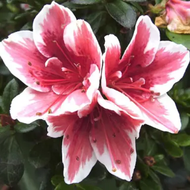 azalea-mrs-kint-1