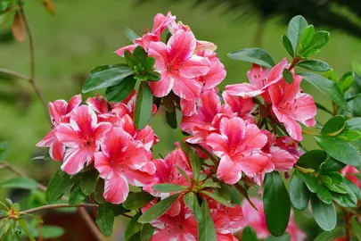 azalea-mrs-kint-2