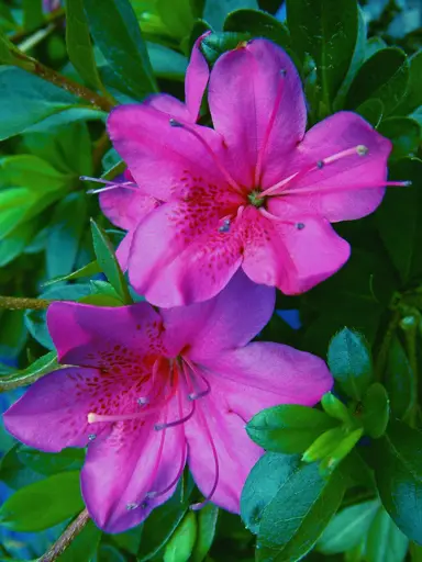 azalea-purple-glitters-1